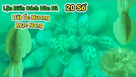 Lặn Điểm Cách Hòn Bà 20 Số Bắt Ốc Hương Mực Nang Tập 58 | #LặnBiển #LặnBắtHảiSản #NghềLặnBiển
