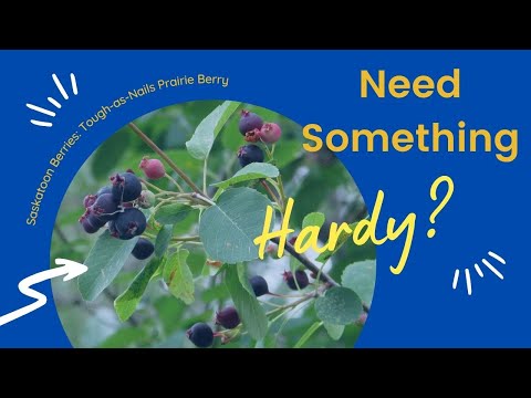 Saskatoon Berries: Tough as Nails (as this Zone 2 Grower Explains) hqdefault