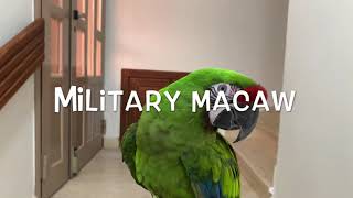 Military Macaw , Free Flight Macaw