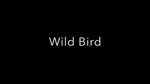 Will Ackerman, Jeff Oster & Tom Eaton - WILD BIRD