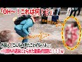【海外の反応】「これは日本の着物…？」フランスのSNSに1本の動画がアップされ話題に！！→外国人「あなたは日本人？」→母「はいそうですよ」その内容とはｗｗ