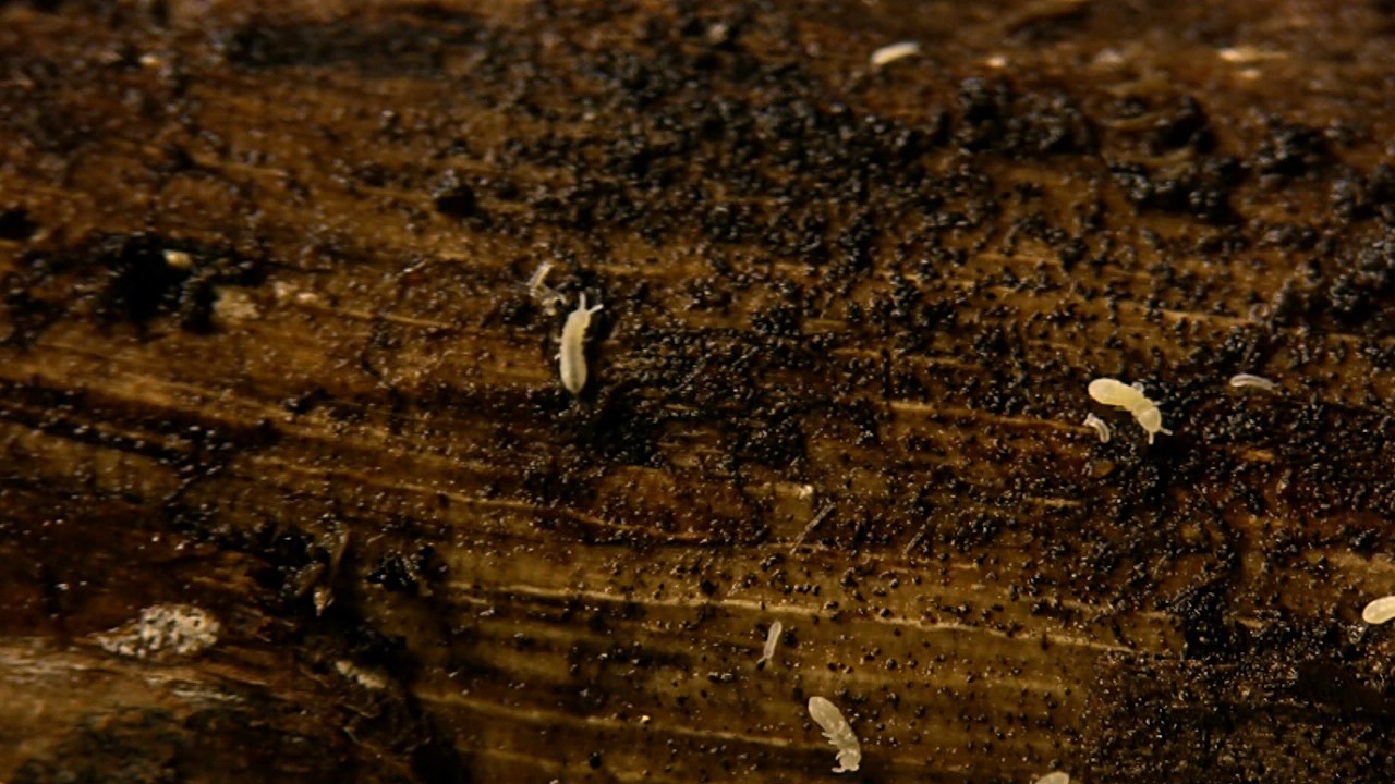 Termite Treatment in New Jersey