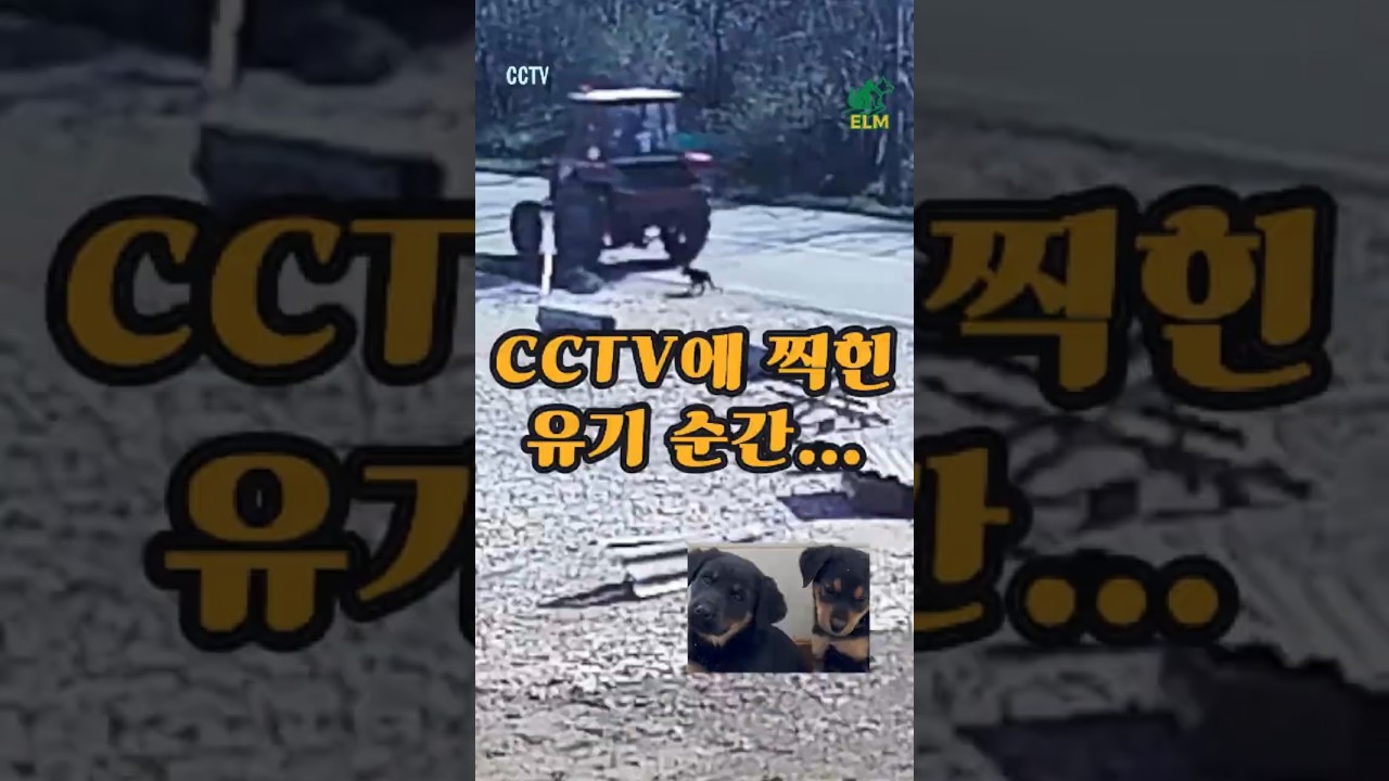 CCTV에 찍힌 유기 순간… 강아지 형제의 마지막 표정 The moment they were abandoned on CCTV… #유기견구조 #강아지구조 #아기강아지 #shorts