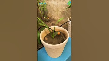 IRRIWORLD DIY HOME DRIP IRRGATION AUTOMATIC KIT