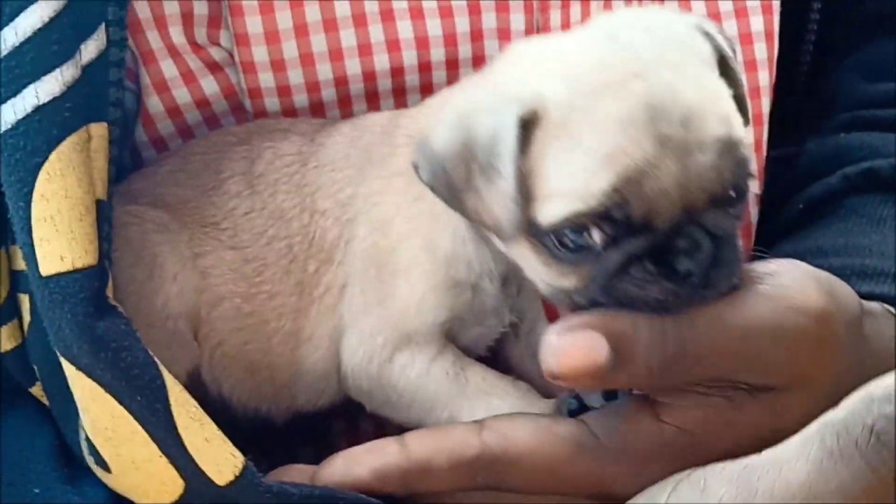So Cute Pug Puppy With Her New Friend