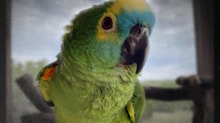 Saying Goodbye To Siren Alveus Sanctuary