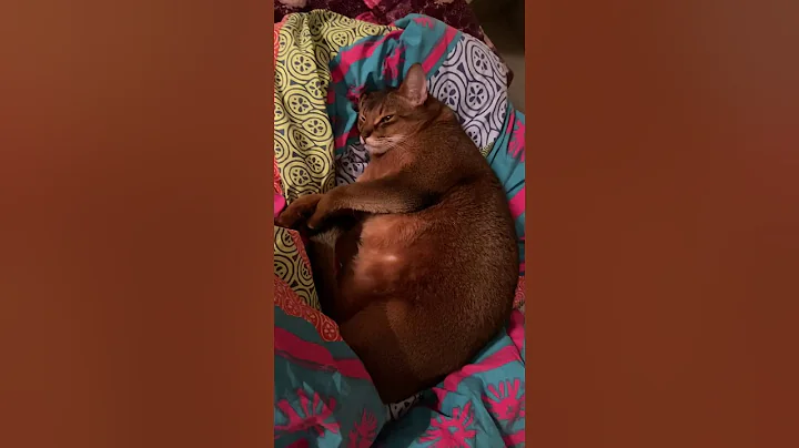 Watch the video about Abo the Abyssinian Cat Fat Boy 6Years Old