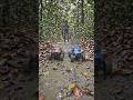 RC Truck Mud Showdown in the Forest! 🌲🔥 #ytshorts #video