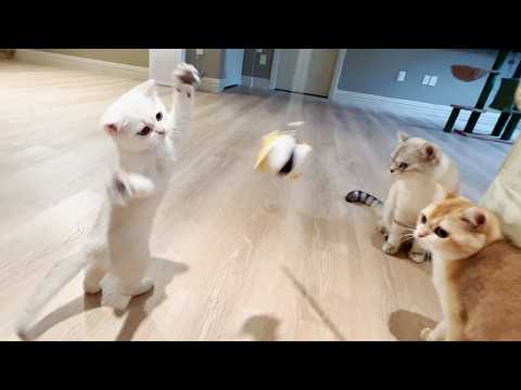 Cream loves to dance with mom and dad