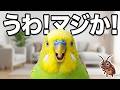 インコ「うわ!マジか!」←ゴキブリ見つけて大騒ぎw おしゃべりインコメロンちゃん