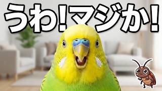 インコ「うわ！マジか！」←ゴキブリ見つけて大騒ぎw　おしゃべりインコメロンちゃん