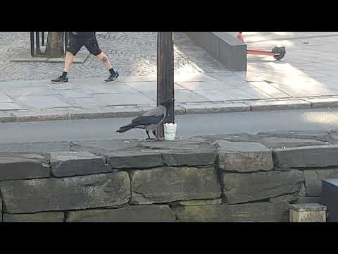 Hooded crow eating a mcflurry