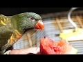 Indie The Lorikeet in the Outdoor Aviary (The Pheasantasiam)