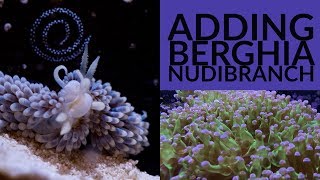 Adding Berghia Nudibranch to the Solana 34g Frogspawn Paradise Coral Reef