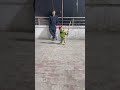 Huge 🔥💯sixers by Adnanikram #cricket #shortsviral #youtubeshorts #foryou #viral #100kviews #top10