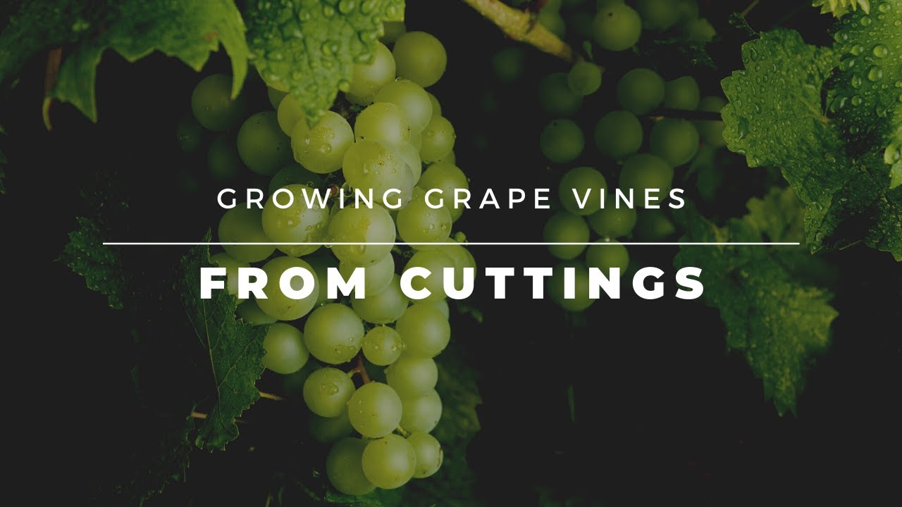 The Easy Way to Growing Grape Vines from Cuttings YouTube
