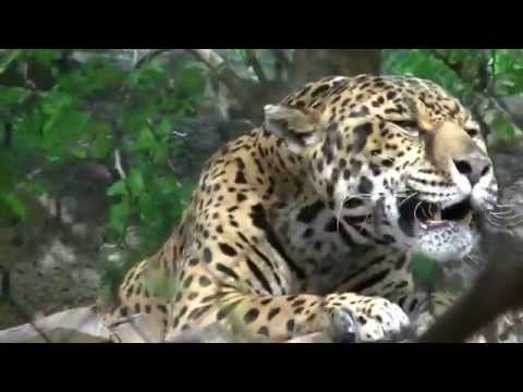 Beautiful Jaguar Roar