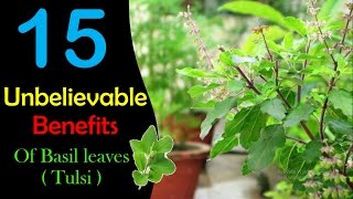 UNBELIEVABLE !! Life Saving Benefits Of Basil Leaves || Must Watch!!