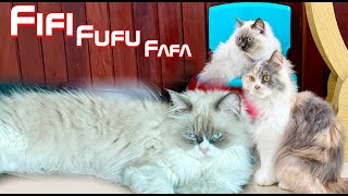 Meet the Cat Family Fifi, Fufu, and Fafa's Afternoon Fun!