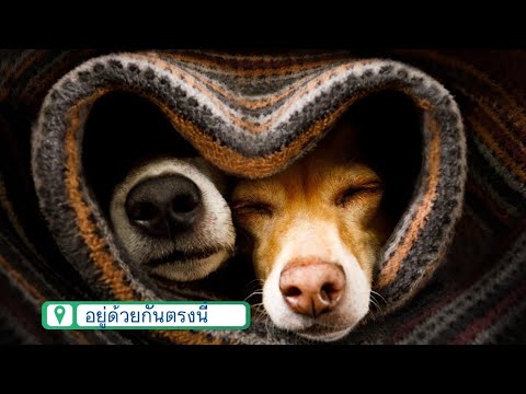 🎼 อยู่ด้วยกันตรงนี้​ #เพลงเพื่อชีวิตlifestyleคนยุคใหม่ #music