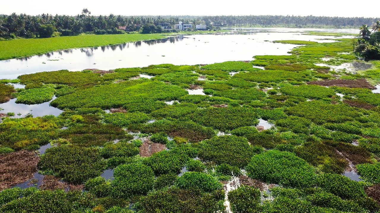 Living lake exploration in Sri lanka, wildlife nature sounds