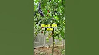 Grafting Terong Tomat dan Takokak