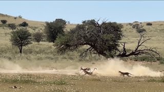 3 Cheetahs hunt & kill a springbok | Kgalagadi 2022 | South Africa