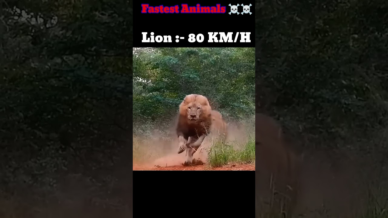 others fastest animals vs last one ☠️ world fastest animal 🐆 