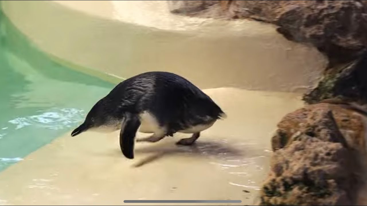 The Smallest Penguin in the World YouTube
