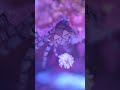 Best part of a nano reef? Micro Life! #reeftank #reefdudes #nanoreeftank #crab #macro