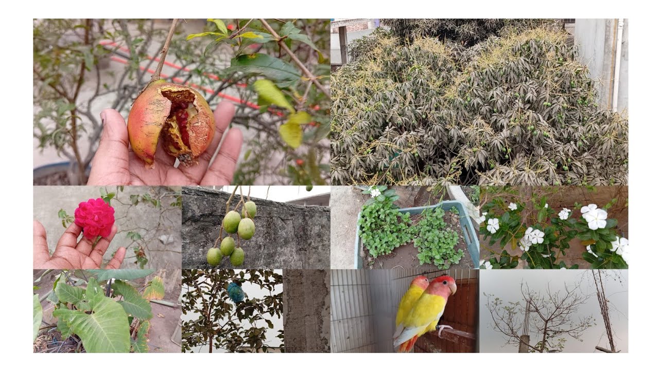 🌜🎀Ramadan 12🎀🌛 আমাদের বাড়ি ছাদ বাগানে কি কি গাছ আছে 🌿🍀🍀🍃🪾 আজকে আবহাওয়া টা খুব সুন্দর ☁️