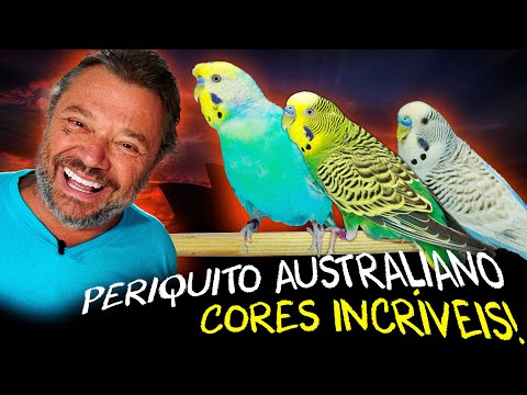 CORES RARAS E MUTAÇÕES: DESVENDANDO O MUNDO DOS PERIQUITOS!