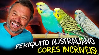 CORES RARAS E MUTAÇÕES: DESVENDANDO O MUNDO DOS PERIQUITOS!