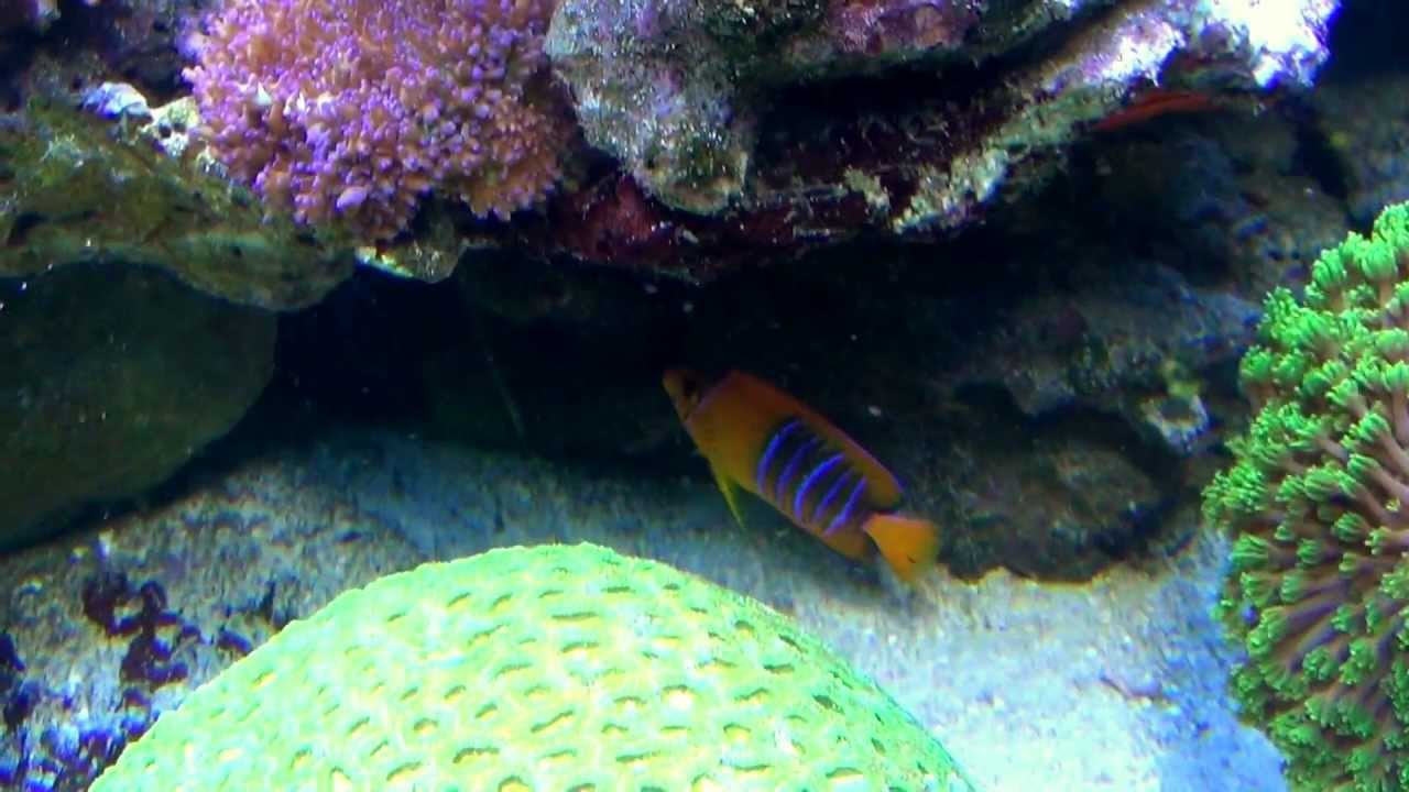 jawsee's reef 02-2013