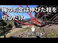 簡単にできるウメの剪定(冬剪定)解説【レビュー】