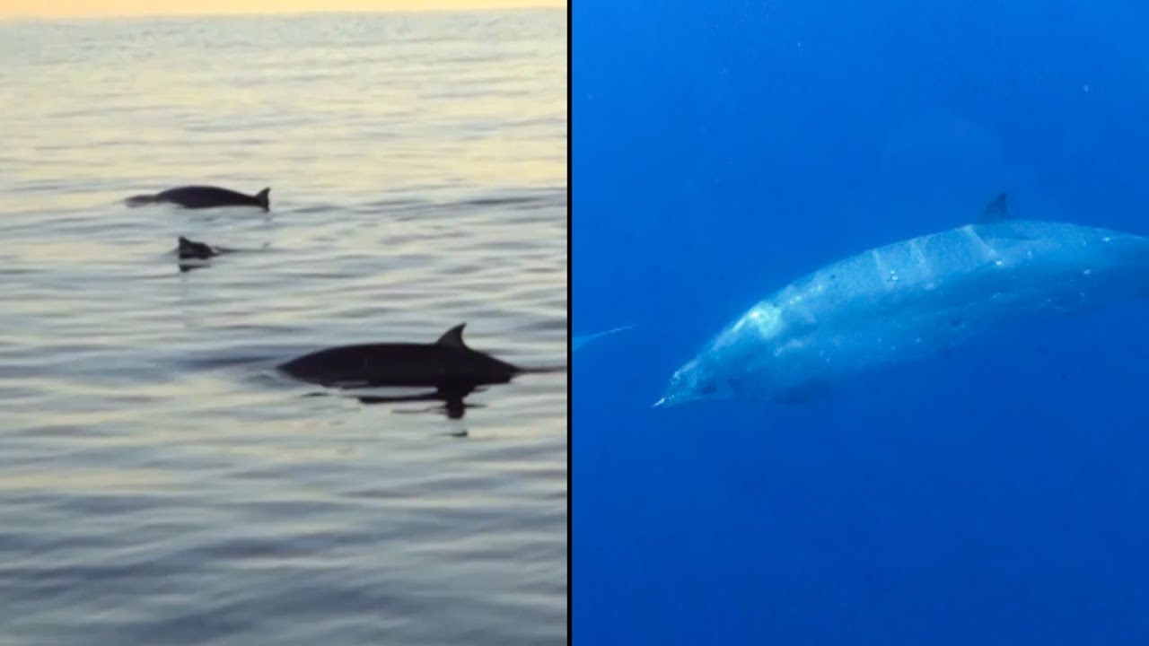 Was a New Whale Species Just Discovered?