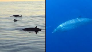 Was a New Whale Species Just Discovered?
