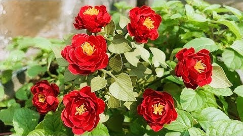 ABC TV | How To Make Paper Flower #4 | Flower Die Cuts - Craft Tutorial