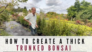 Creating A Thick Trunked Bonsai