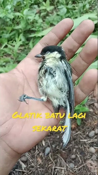 mencoba mengatasin burung glatik batu yg lagi sekarat