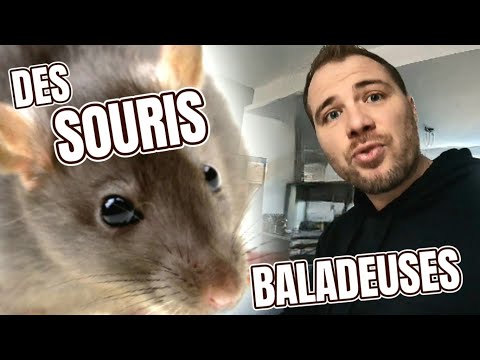 Souris derrière le frigo : mon piégeage filmé en cuisine
