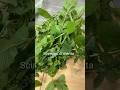 #sciroppo##di##Menta#io personalmente lo metto un pochino dell’acqua minerale con un pezzo 🍋