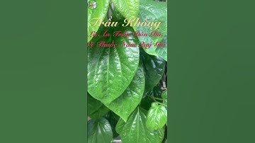 Trầu Không: Lá Ăn Trầu Dân Dã, Vị Thuốc Nam Quý Giá #bacsilinh #dongyhiendai