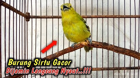 SUARA SIRTU BETINA BIRAHI 100%AMPUH UNTUK MEMANCING BUNYI SIRTU JANTAN CUKUP 1 KALI PUTAR SAJA