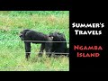 Chimpanzees on Ngamba Island, Uganda I Summer&#39;s Travels