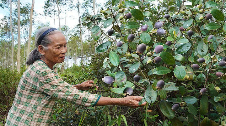 「桃金孃」兒時味道的野果，阿婆摘回泡了2個月，國慶拿出跟孫子同飲Grandma uses wild fruits to make traditional Chinese food｜廣西 美食｜玉林阿婆 - 天天要聞