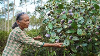 “桃金孃”兒時味道的野果阿婆摘回泡了2個月國慶拿出跟孫子同飲Grandma uses wild fruits to make traditional Chinese food广西 美食玉林阿婆