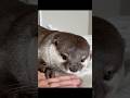 電気シェーバーみたいに怒るカワウソハナ😡