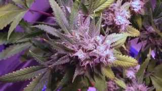 LED grow light review: Pro Grow 750 LED - Updated 2015 Model
