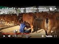 40 देसी गायों से 1.50 लाख रूपए प्रति माह बचत कमाता है ये डेरी फार्म